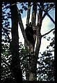 10010-00099-Black Bear.jpg