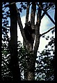 10010-00100-Black Bear.jpg