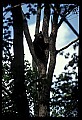 10010-00101-Black Bear.jpg