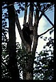 10010-00102-Black Bear.jpg