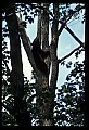10010-00103-Black Bear.jpg