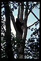 10010-00105-Black Bear.jpg