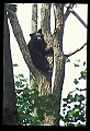 10010-00107-Black Bear.jpg