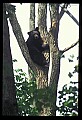 10010-00108-Black Bear.jpg