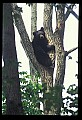 10010-00111-Black Bear.jpg