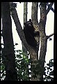 10010-00112-Black Bear.jpg