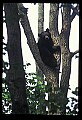 10010-00113-Black Bear.jpg