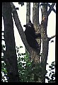 10010-00114-Black Bear.jpg