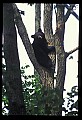 10010-00115-Black Bear.jpg