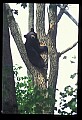 10010-00116-Black Bear.jpg