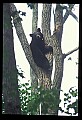 10010-00118-Black Bear.jpg