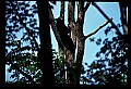 10010-00119-Black Bear.jpg