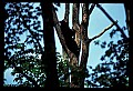 10010-00120-Black Bear.jpg
