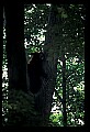 10010-00121-Black Bear.jpg