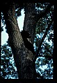 10010-00122-Black Bear.jpg