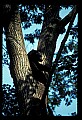 10010-00123-Black Bear.jpg