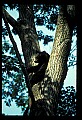 10010-00124-Black Bear.jpg