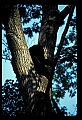 10010-00125-Black Bear.jpg
