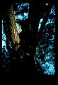 10010-00126-Black Bear.jpg