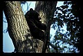 10010-00127-Black Bear.jpg