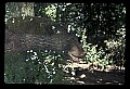10010-00130-Black Bear.jpg