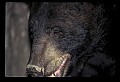 10010-00131-Black Bear.jpg