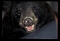10010-00132-Black Bear.jpg