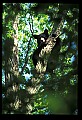 10010-00136-Black Bear.jpg