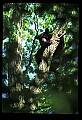 10010-00137-Black Bear.jpg