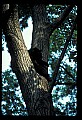 10010-00138-Black Bear.jpg
