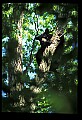 10010-00139-Black Bear.jpg