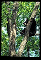 10010-00140-Black Bear.jpg