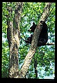 10010-00142-Black Bear.jpg
