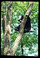 10010-00144-Black Bear.jpg