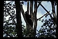 10010-00145-Black Bear.jpg