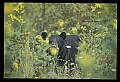 10010-00146-Black Bear.jpg