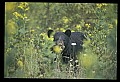 10010-00147-Black Bear.jpg