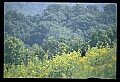 10010-00148-Black Bear.jpg