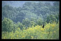 10010-00149-Black Bear.jpg