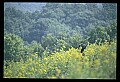 10010-00150-Black Bear.jpg