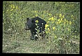 10010-00151-Black Bear.jpg
