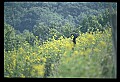 10010-00152-Black Bear.jpg