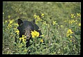 10010-00153-Black Bear.jpg