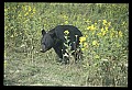 10010-00154-Black Bear.jpg