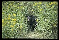 10010-00155-Black Bear.jpg