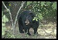 10010-00156-Black Bear.jpg