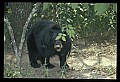 10010-00158-Black Bear.jpg