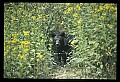10010-00159-Black Bear.jpg