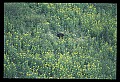 10010-00160-Black Bear.jpg
