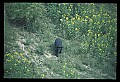10010-00161-Black Bear.jpg